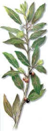 LAURED (laurellaurusnobilis) - HIPERnatural.COM