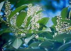 LAURELCEREZO () - HIPERnatural.COM