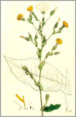 LECHUGASILVESTRE (lactucavirosa) - HIPERnatural.COM