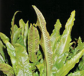 LENGUACUERVO (scolopendriumofficinale) - HIPERnatural.COM