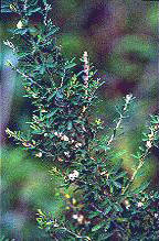 LESPEDEZA () - HIPERnatural.COM