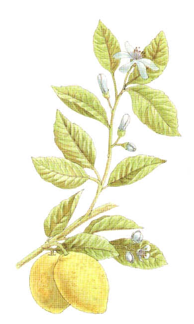 LIMN (citruslimonium) - HIPERnatural.COM