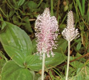 LLANTENMEDIANO (plantagomedia) - HIPERnatural.COM