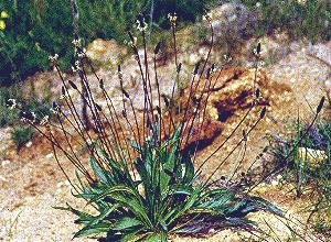 LLANTENMENOR (plantagolanceolata) - HIPERnatural.COM
