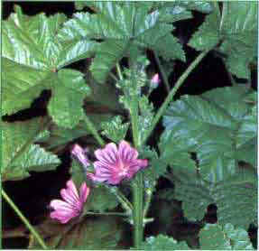 MALVA () - HIPERnatural.COM