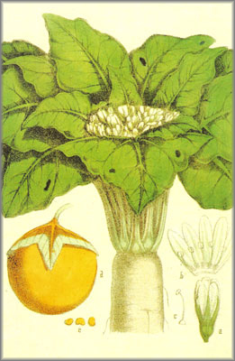 MANDRAGORA (mandragoraofficinarum) - HIPERnatural.COM