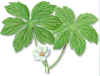 MANDRGORAAMERICANA (podfilopodophyllumpeltatum) - HIPERnatural.COM