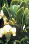 MANZANILLADEPASTOR (gayubaarctostaphylosuvaursi) - HIPERnatural.COM