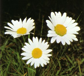 MARGARITAMAYOR (chrysanthemumleucanthemum) - HIPERnatural.COM