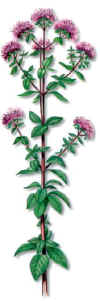 MEJORANASILVESTRE (organooriganumvulgare) - HIPERnatural.COM