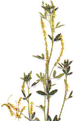 MELILOTO () - HIPERnatural.COM
