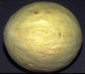 MELON (cucumismelol) - HIPERnatural.COM
