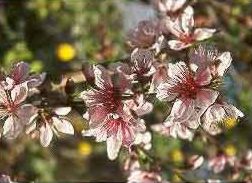 MELOCOTONERO (amygdaluspersical.-prunuspersica(l.)batsch) - HIPERnatural.COM