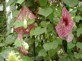 MILHOMBRES (aristolochiamacroura) - HIPERnatural.COM