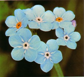 MIOSOTIS (myosotisaiprestris) - HIPERnatural.COM