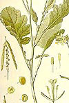 MOSTAZANEGRA (brassicanigra) - HIPERnatural.COM