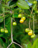 NANCE (byrsonimacrassifolia) - HIPERnatural.COM