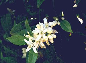 NARANJODULCE (citrussinensis) - HIPERnatural.COM