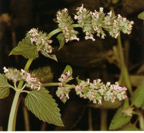 NEBEDA (nepetacataria) - HIPERnatural.COM