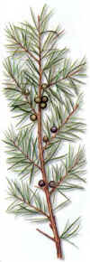 NEBRO (enebrojuniperuscomminus) - HIPERnatural.COM