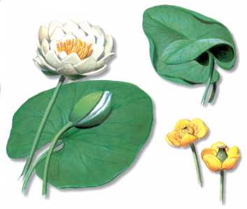 NENUFARBLANCO (nymphaeaalba) - HIPERnatural.COM
