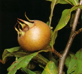 NISPEROGERMANICO (mespilusgermanica) - HIPERnatural.COM