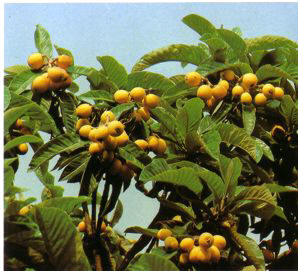 NISPEROAPONES (mespilusjaponica) - HIPERnatural.COM
