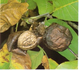 NOGALAMERI (juglansnigra) - HIPERnatural.COM