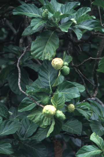NONI (morindacitrofolia) - HIPERnatural.COM