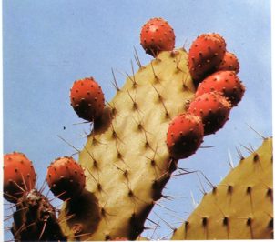 NOPAL () - HIPERnatural.COM