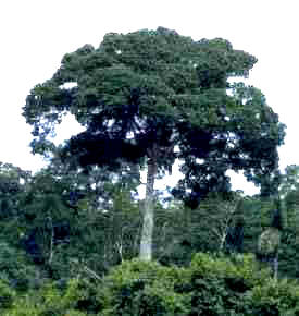 NUEZBRASIL (bertholletiaexcelsa) - HIPERnatural.COM