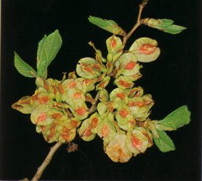 OLMOCAMPESTRE (ulmuscampestris) - HIPERnatural.COM