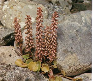 OMBLIGOVENUS (umbilicuspendulinus) - HIPERnatural.COM