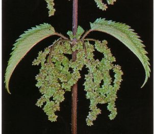 NettleMINEUR (urticaurens) - HIPERnatural.COM