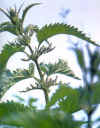 ORTIGAVERDE (urticadioca) - HIPERnatural.COM