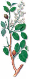 PALODEBLSAMO (copaibacopaiteraofficinalis) - HIPERnatural.COM