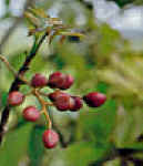 PALOMULATO (burserasimaruba) - HIPERnatural.COM