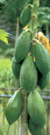 PAPAYO () - HIPERnatural.COM