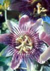 PASIFLORA () - HIPERnatural.COM