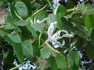 PATADEVACA (bauhiniacandicans) - HIPERnatural.COM