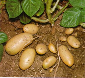 PATATA () - HIPERnatural.COM