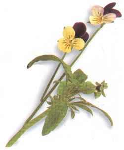 PENSAMIENTOSILVES (violatricolor) - HIPERnatural.COM