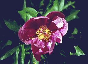PEONIA () - HIPERnatural.COM
