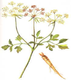 PEREGIL (petroselinumsativum) - HIPERnatural.COM