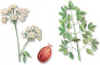 PEREJILSILVESTRE (levsticolevisticumofficinale) - HIPERnatural.COM