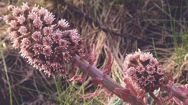 PETASITES () - HIPERnatural.COM