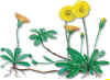 PILOSELA (vellosillahieraciumpilosella) - HIPERnatural.COM