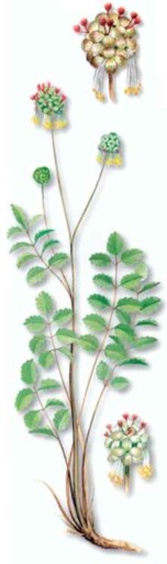 PimpinMINEUR (sanguisorbaminor) - HIPERnatural.COM