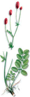 PIMPINELAMAYOR (sanguisorbaofficinalis) - HIPERnatural.COM