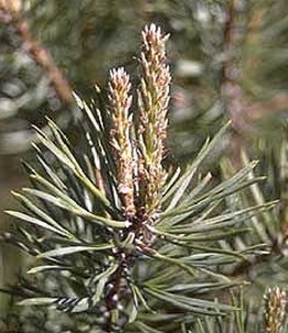 PINOMARITIMO (pinuspinaster) - HIPERnatural.COM